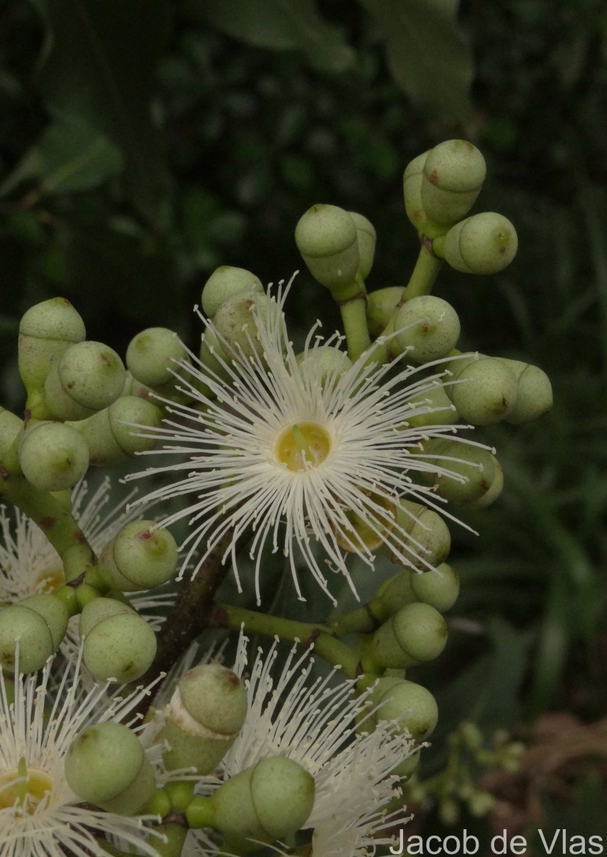 Eucalyptus deglupta Blume